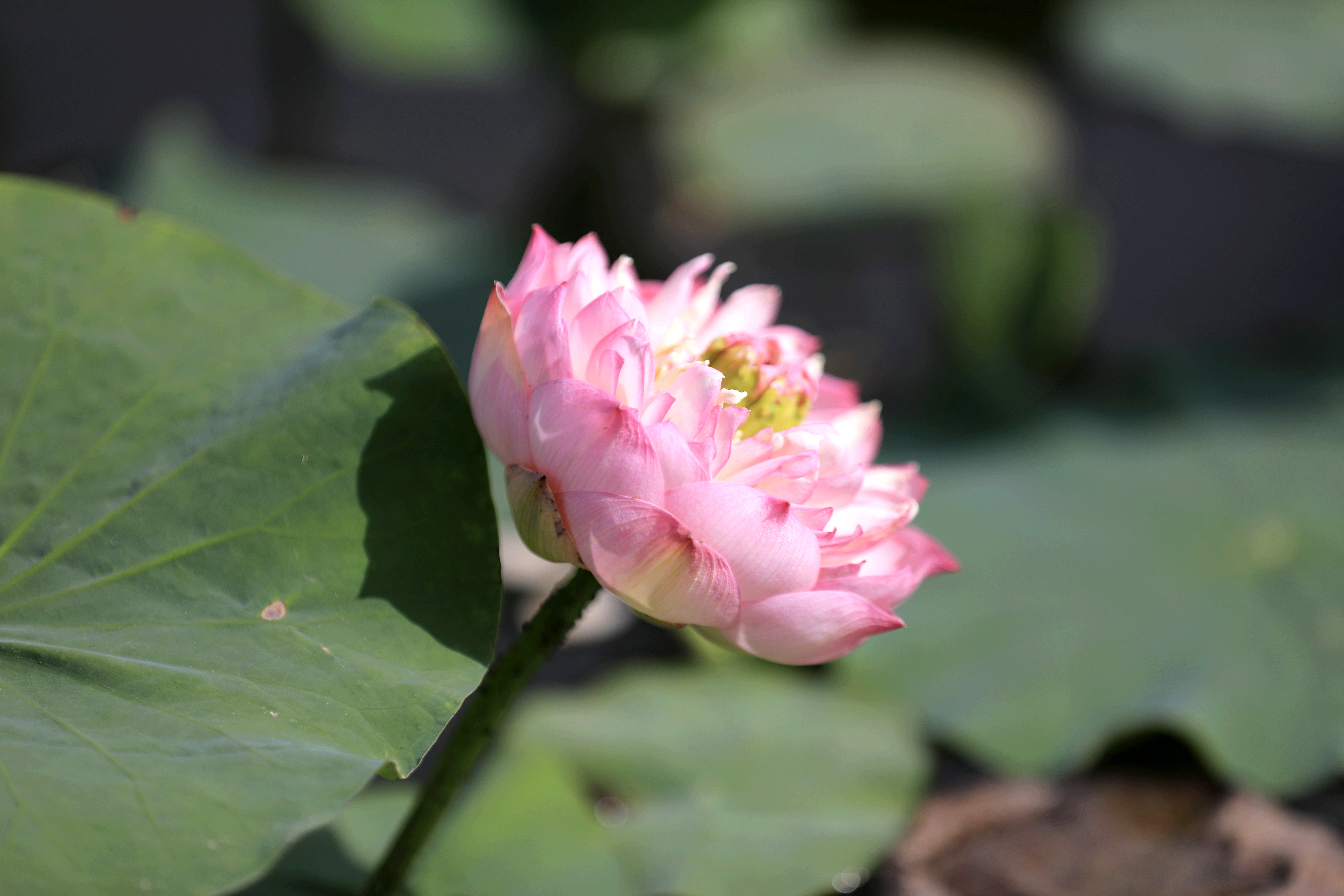 5.竹色溪下绿,荷花镜里香。立秋时节,巴州和硕县县委的荷花池内,荷花亭亭玉立,含苞欲放,翠绿的莲蓬在微风下轻轻摇曳,自然清新的美好风光,别有一番意趣。(和硕县纪委监委 李俊亮 摄).jpg