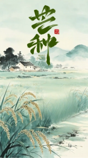 今日丨芒种